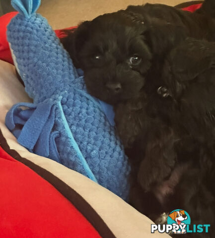 Cavoodle 2 female pups