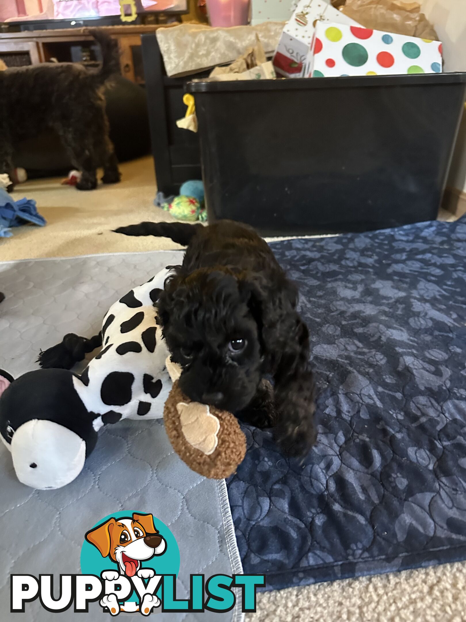 Cavoodle 2 female pups