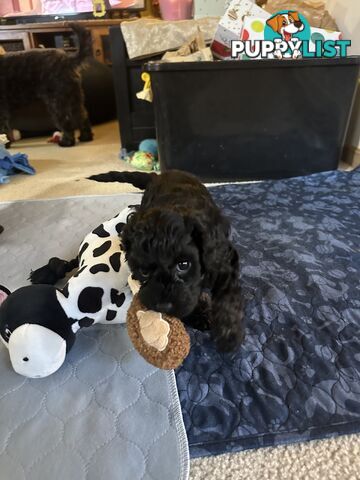 Cavoodle 2 female pups