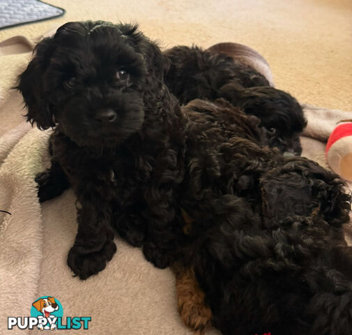 Cavoodle 2 female pups