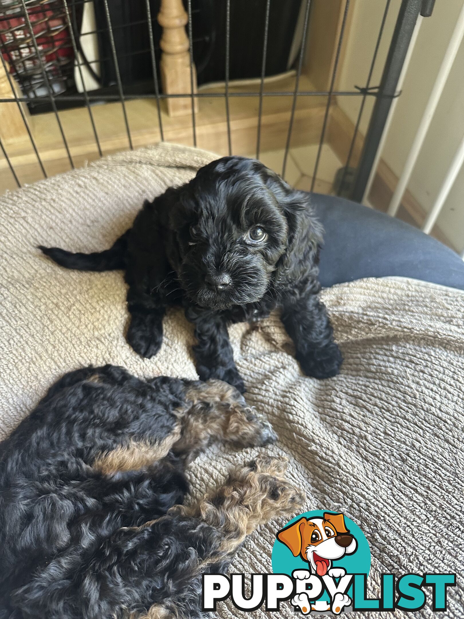 Cavoodle 2 female pups