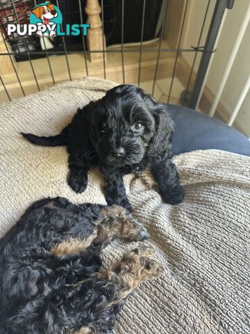 Cavoodle 2 female pups