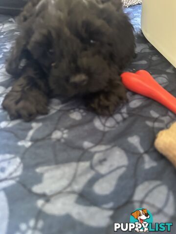 Cavoodle 2 female pups