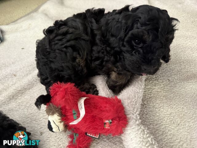 Cavoodle 2 female pups