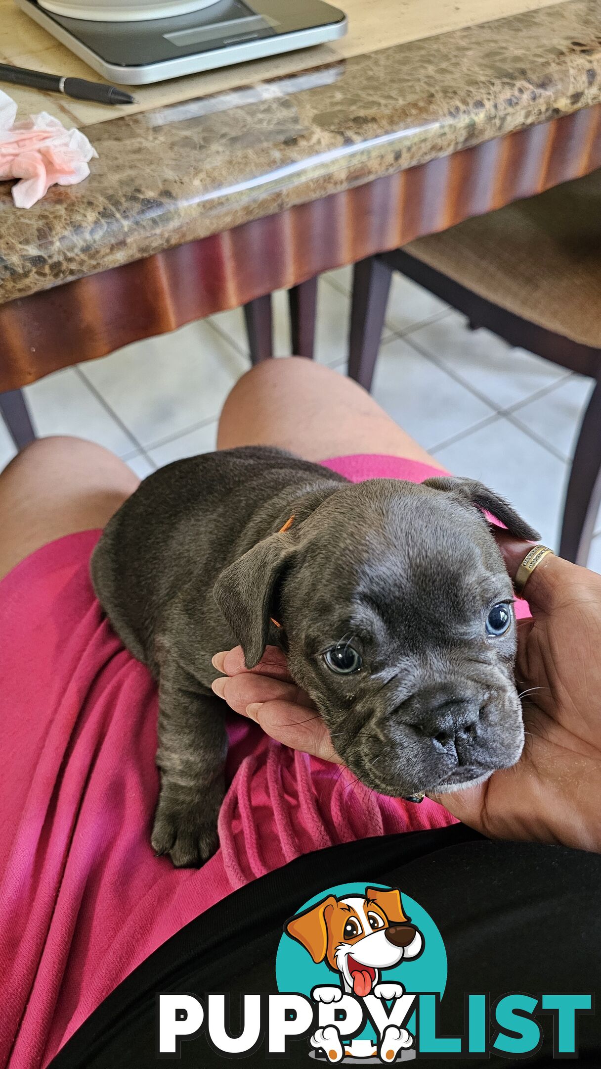 French Bulldogs Purebred