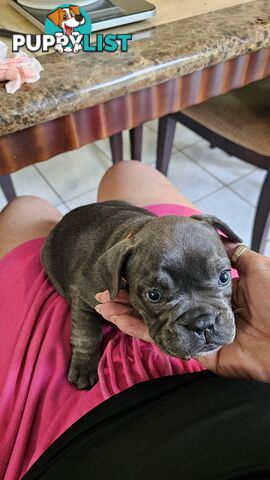 French Bulldogs Purebred