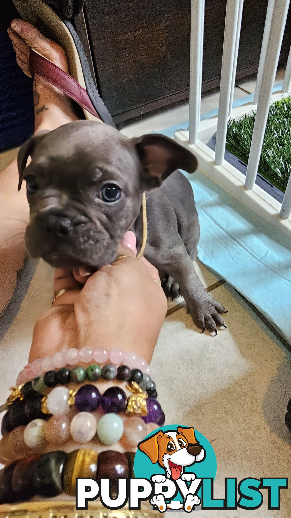 French Bulldogs Purebred