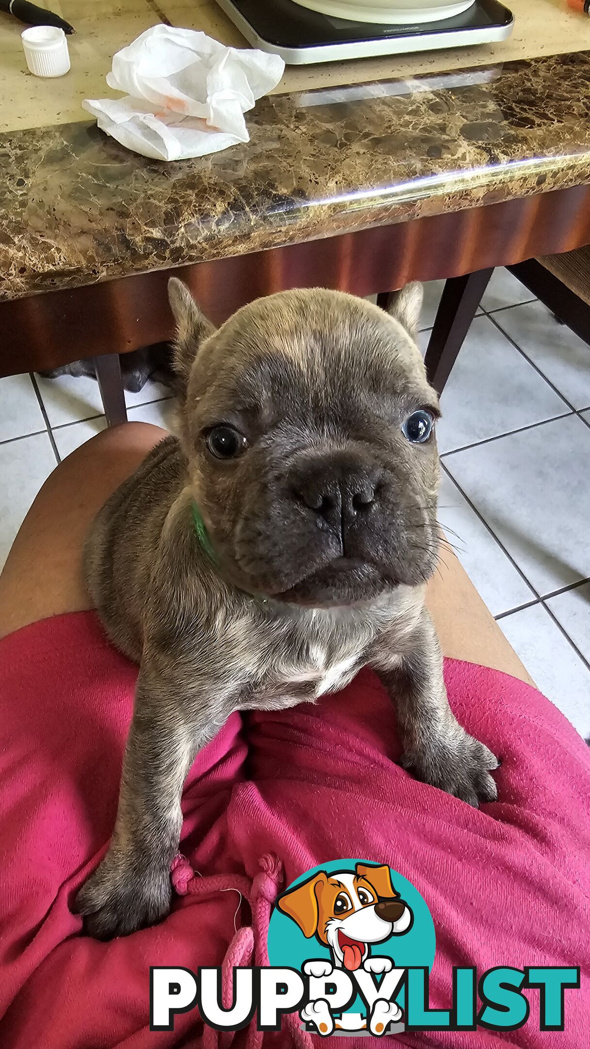 French Bulldogs Purebred