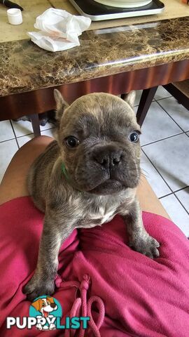 French Bulldogs Purebred