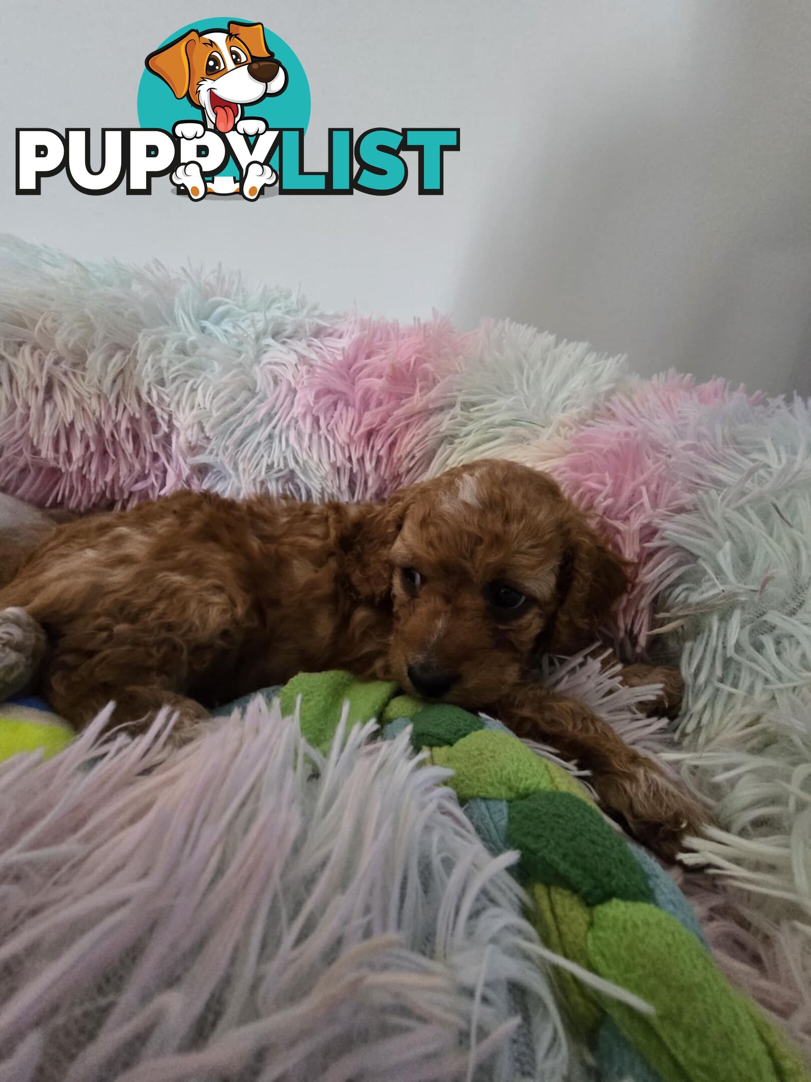 CAVOODLE PUPPIES 1F 1M RED!!!!