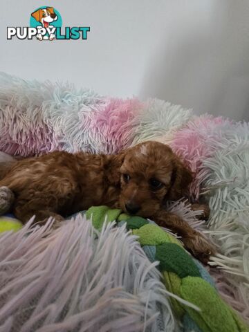 CAVOODLE PUPPIES 1F 1M RED!!!!