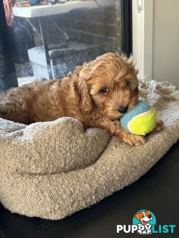 CAVOODLE PUPPIES 1F 1M RED!!!!