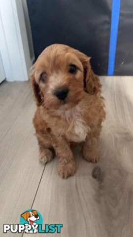 CAVOODLE PUPPIES 1F 1M RED!!!!