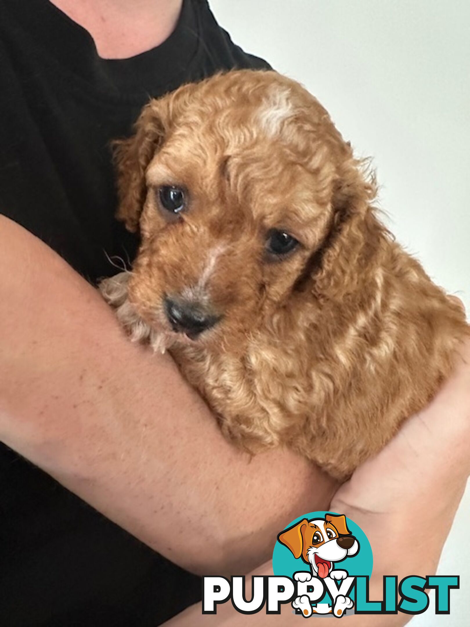 CAVOODLE PUPPIES 1F 1M RED!!!!