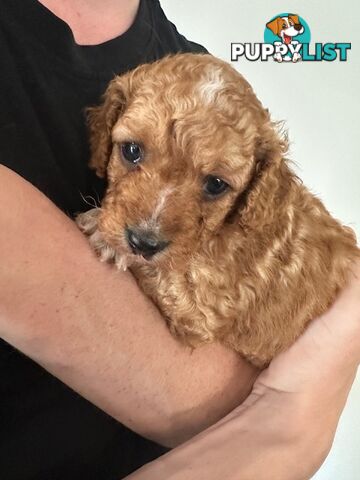 CAVOODLE PUPPIES 1F 1M RED!!!!