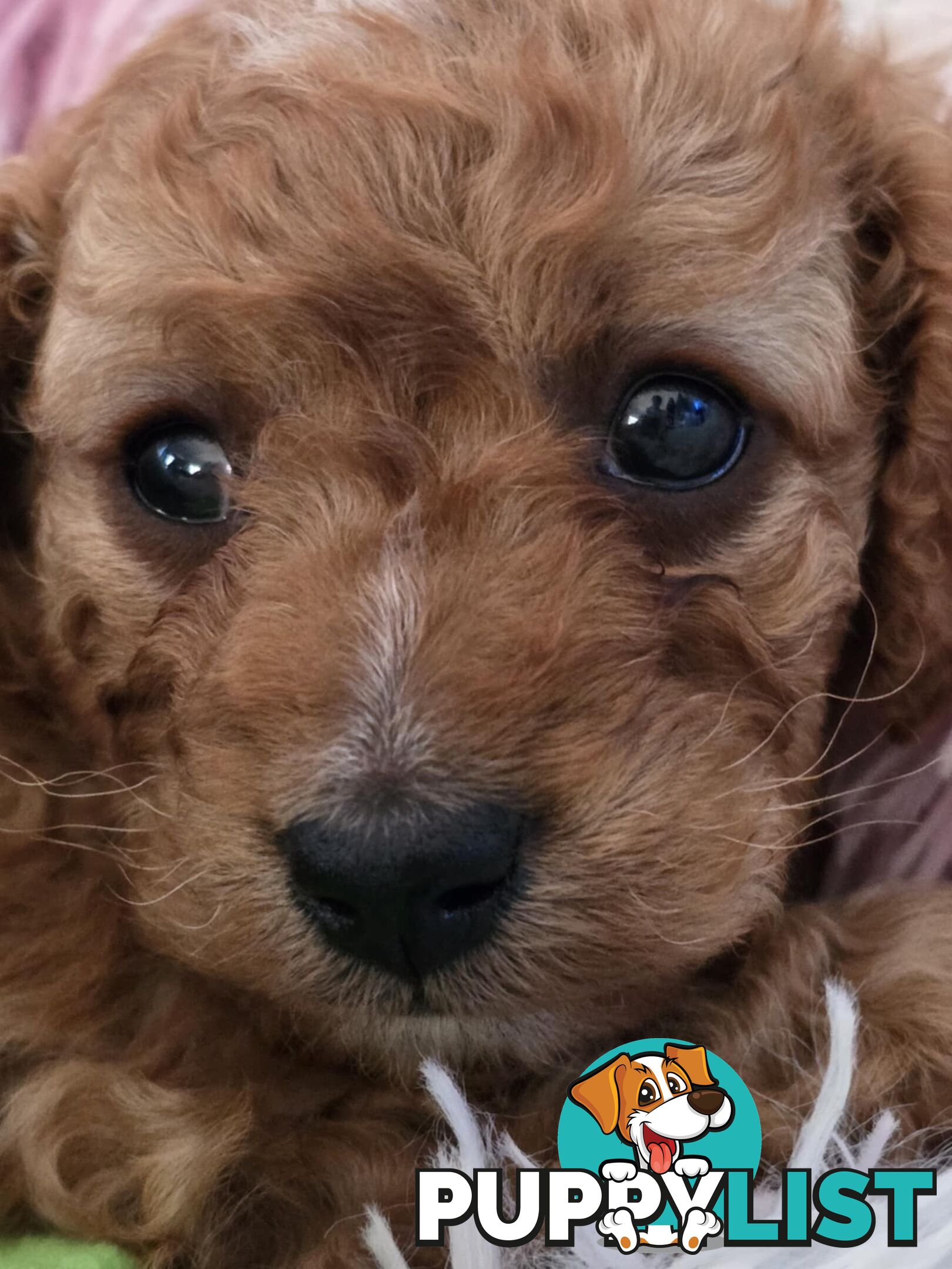 CAVOODLE PUPPIES 1F 1M RED!!!!