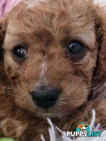 CAVOODLE PUPPIES 1F 1M RED!!!!