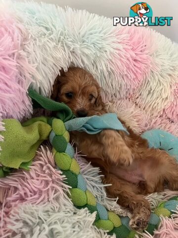 CAVOODLE PUPPIES 1F 1M RED!!!!