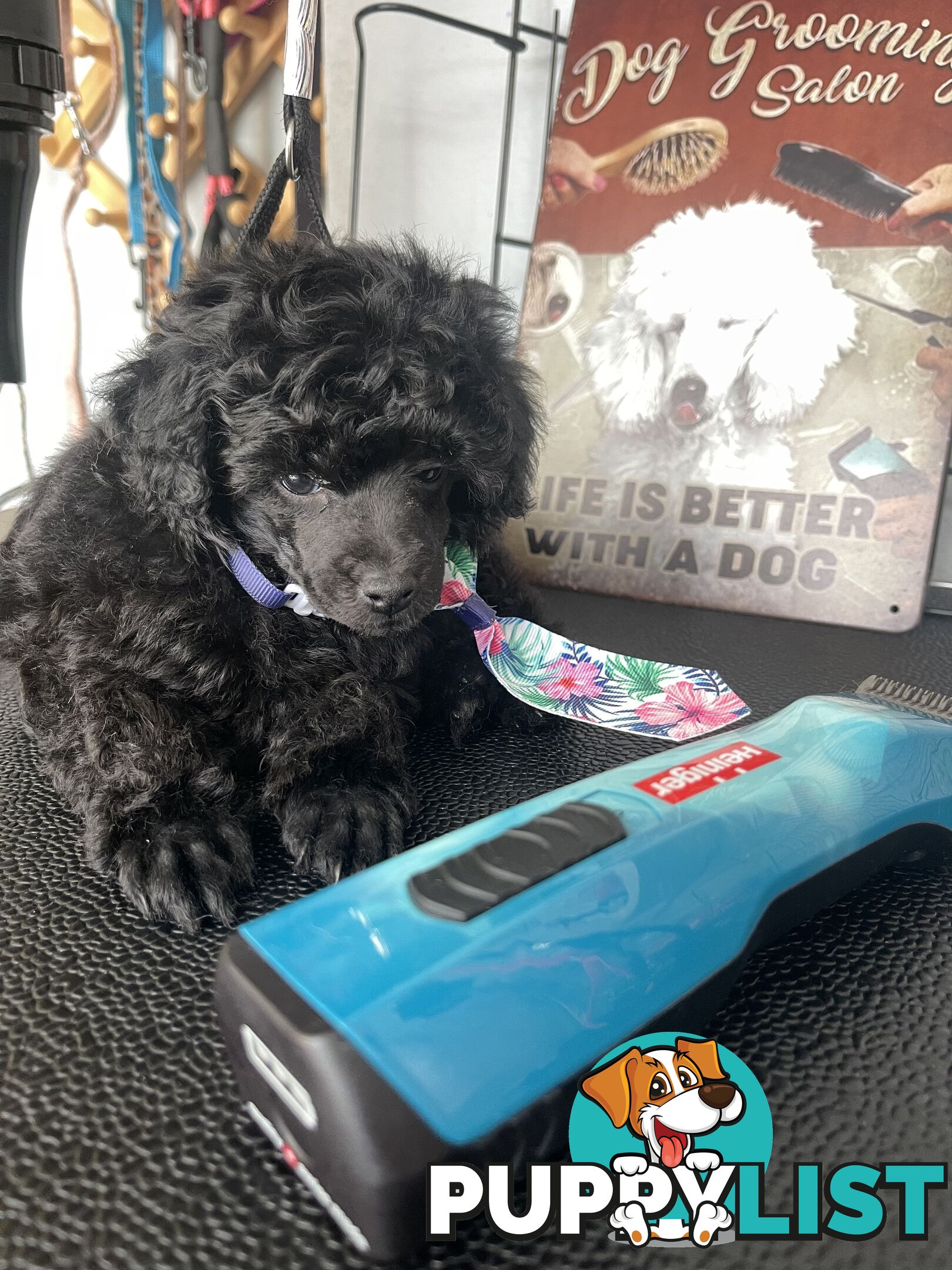 Poodle toy tiny dna clear show lines pedigree dad