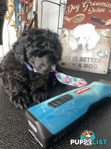 Poodle toy tiny dna clear show lines pedigree dad