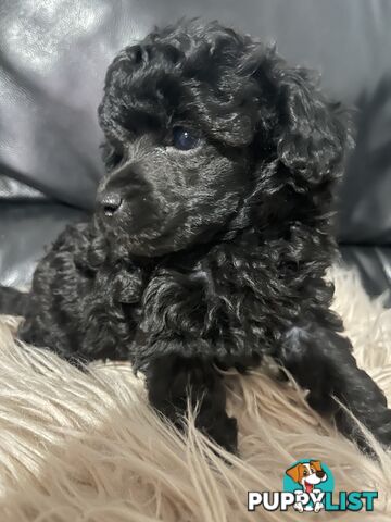 Poodle toy tiny dna clear show lines pedigree dad