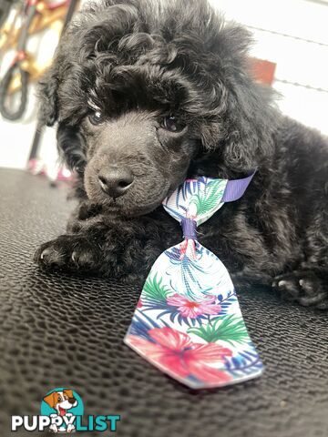 Poodle toy tiny dna clear show lines pedigree dad