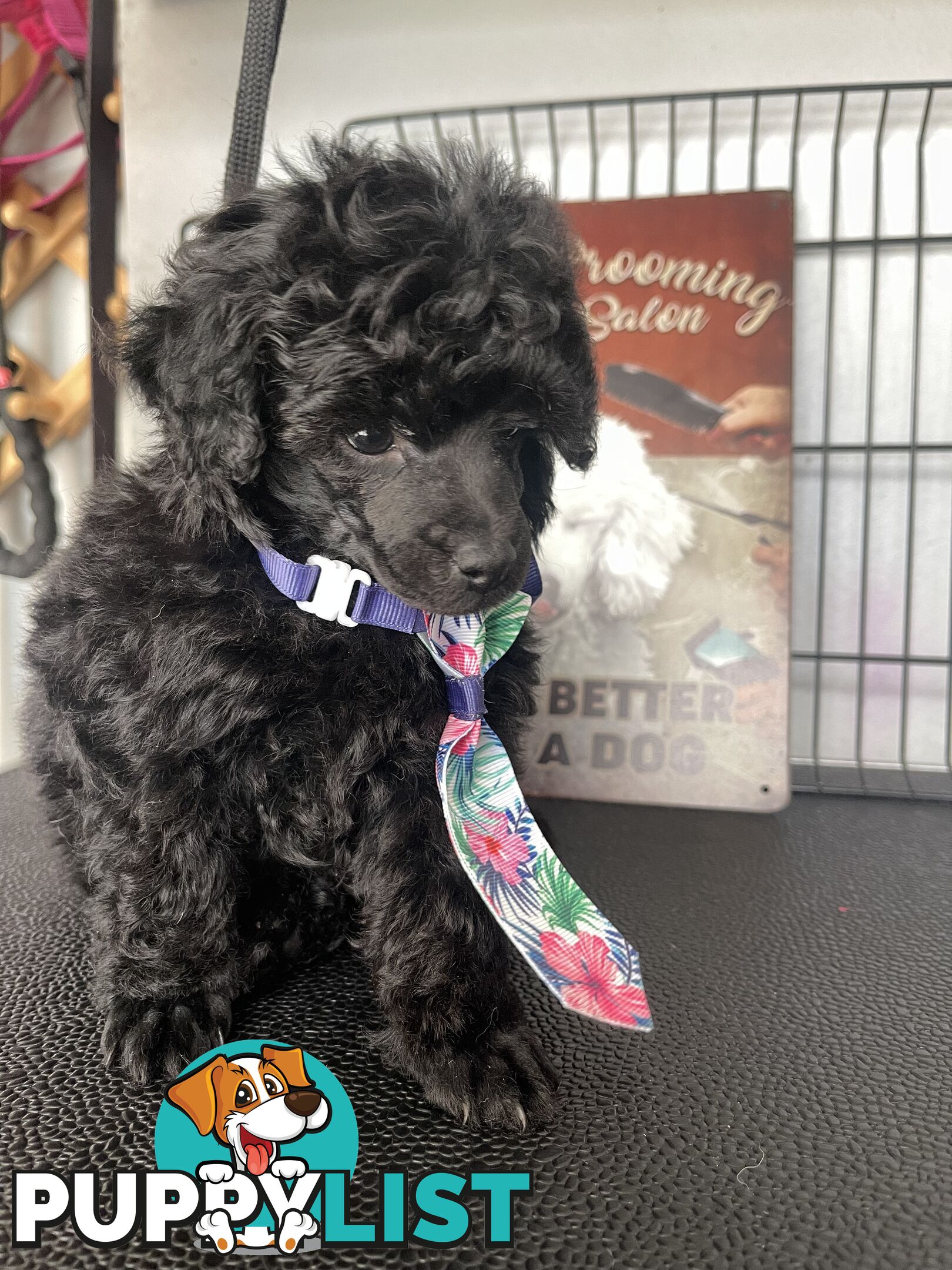 Poodle toy tiny dna clear show lines pedigree dad