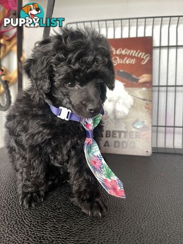 Poodle toy tiny dna clear show lines pedigree dad