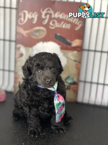 Poodle toy tiny dna clear show lines pedigree dad