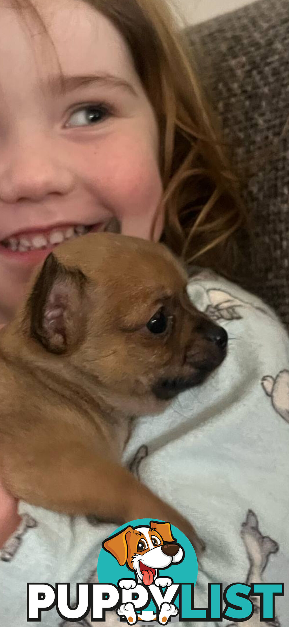 Pure breed Apple head chihuahua make