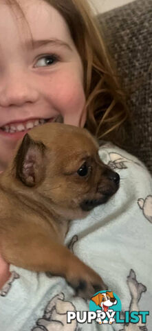 Pure breed Apple head chihuahua make