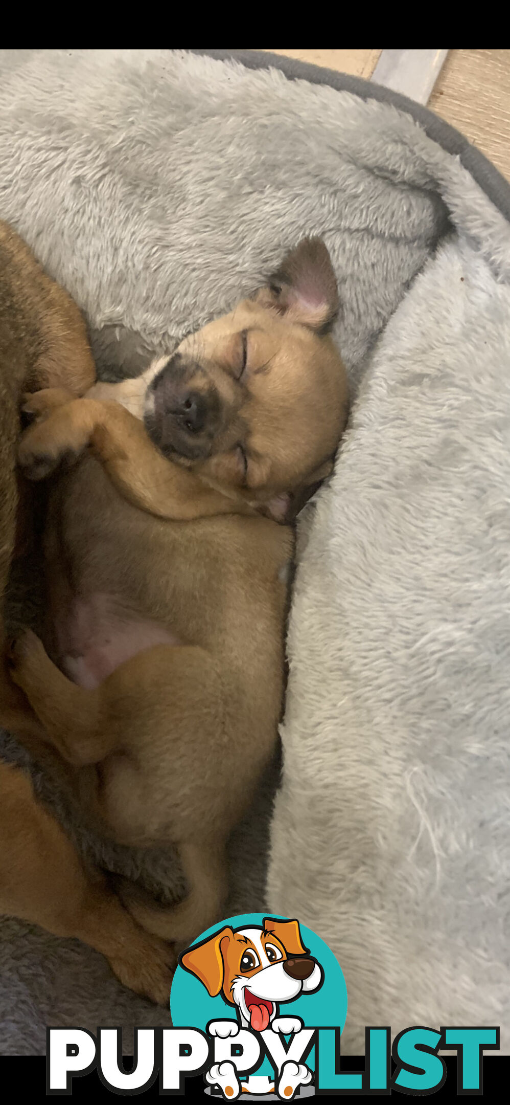 Pure breed Apple head chihuahua make