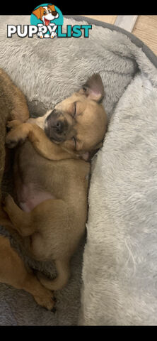 Pure breed Apple head chihuahua make