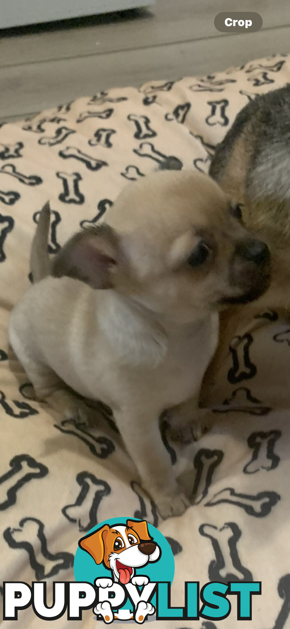 Pure breed Apple head chihuahua make