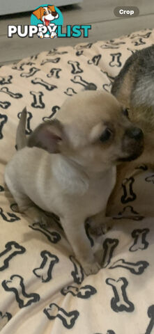Pure breed Apple head chihuahua make