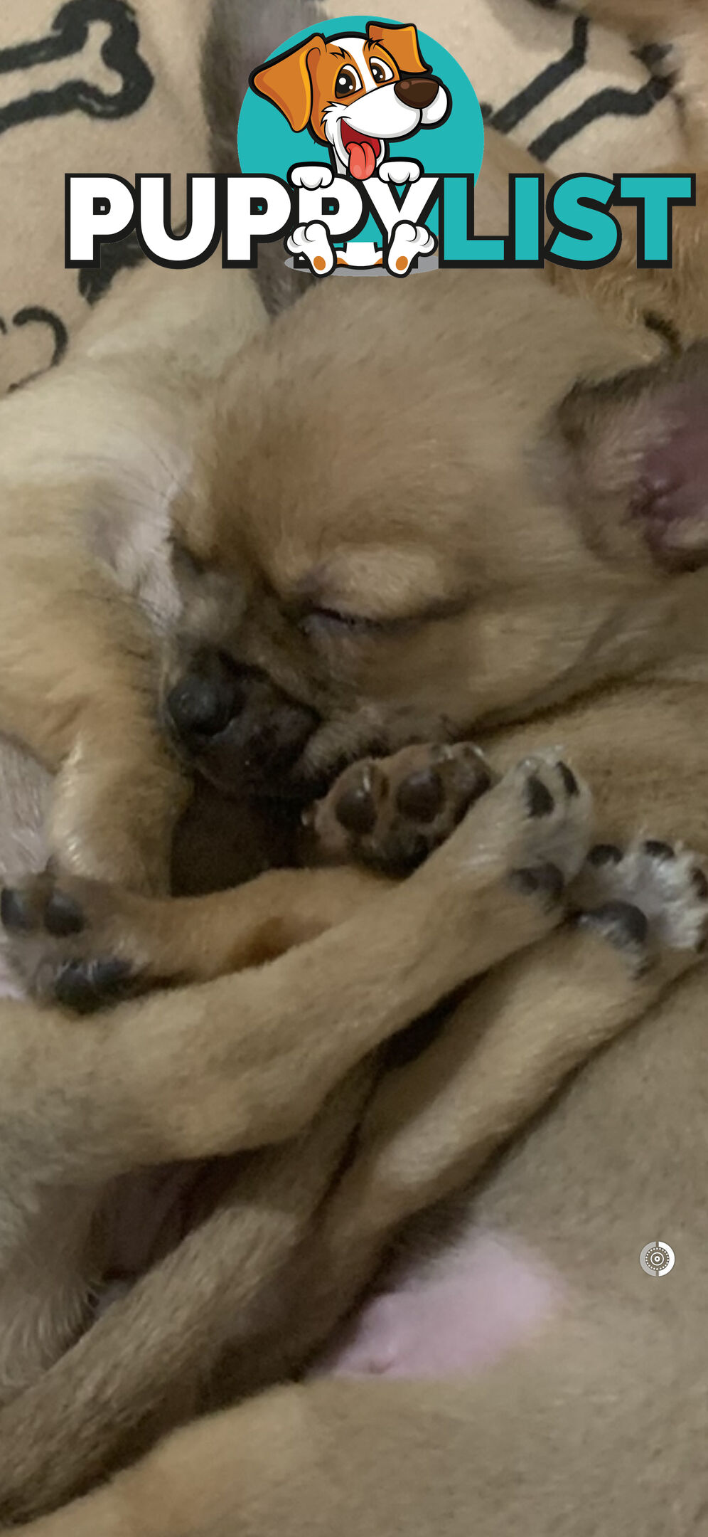 Pure breed Apple head chihuahua make