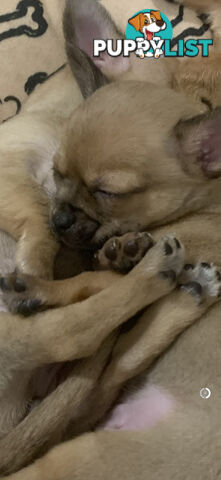 Pure breed Apple head chihuahua make