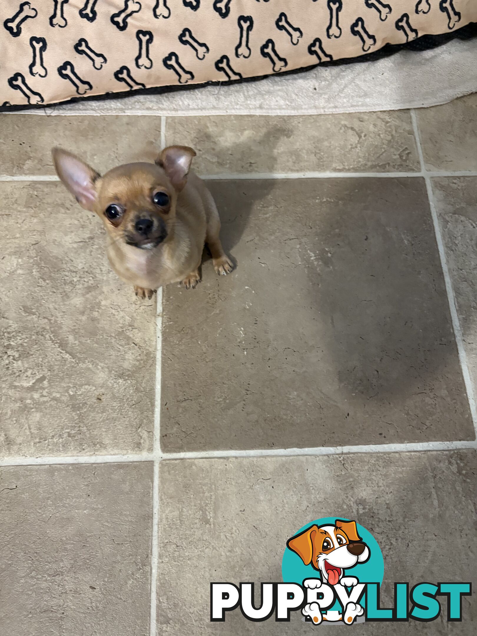Pure breed Apple head chihuahua make