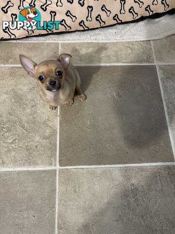 Pure breed Apple head chihuahua make