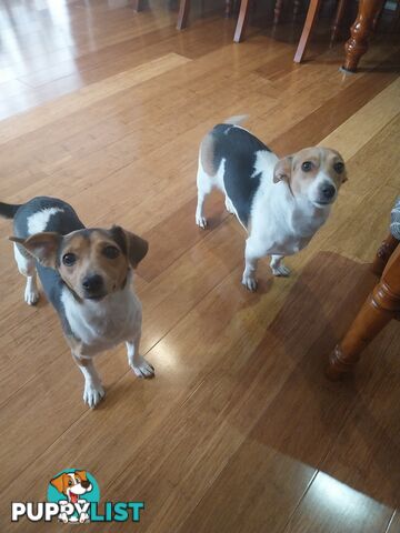 Free to good home x 2