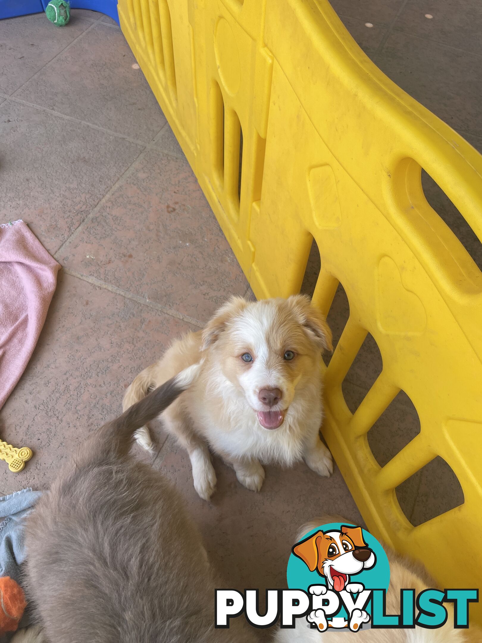 Pure bred long haired border collies