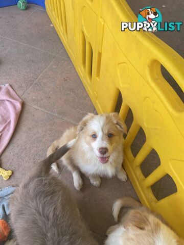 Pure bred long haired border collies