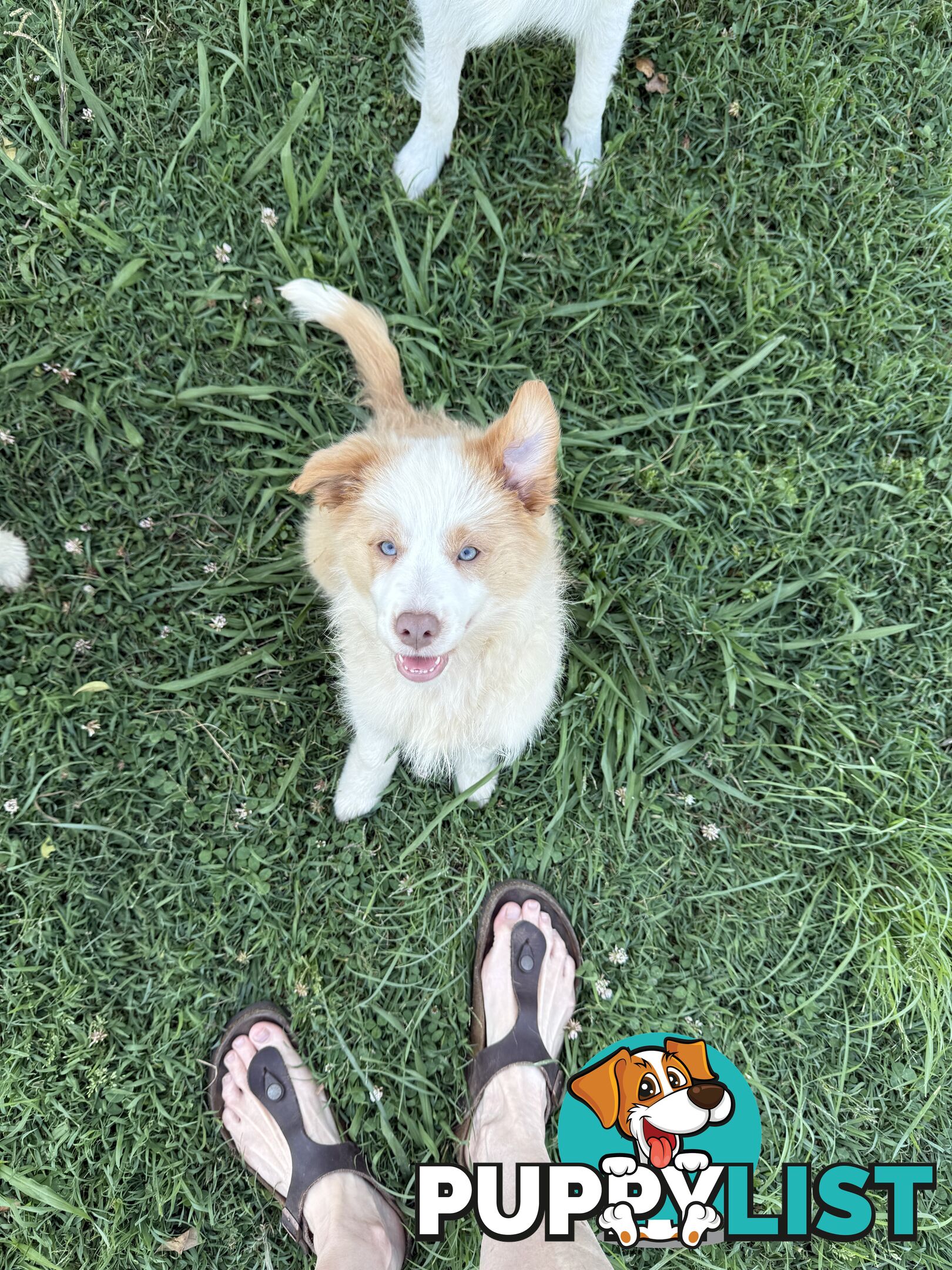 Pure bred long haired border collies