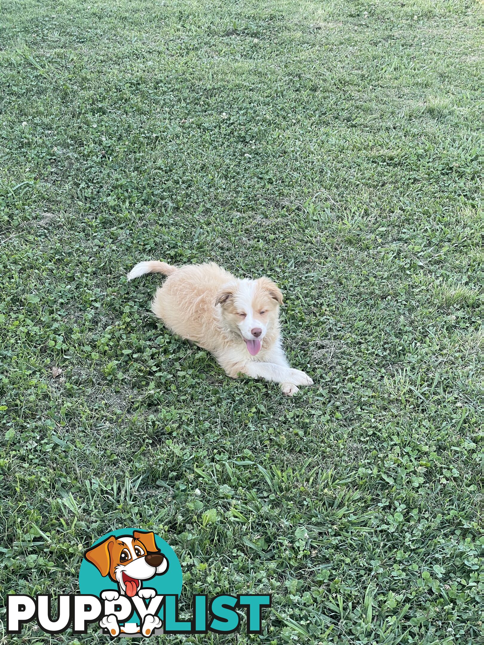 Pure bred long haired border collies