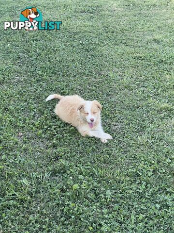 Pure bred long haired border collies