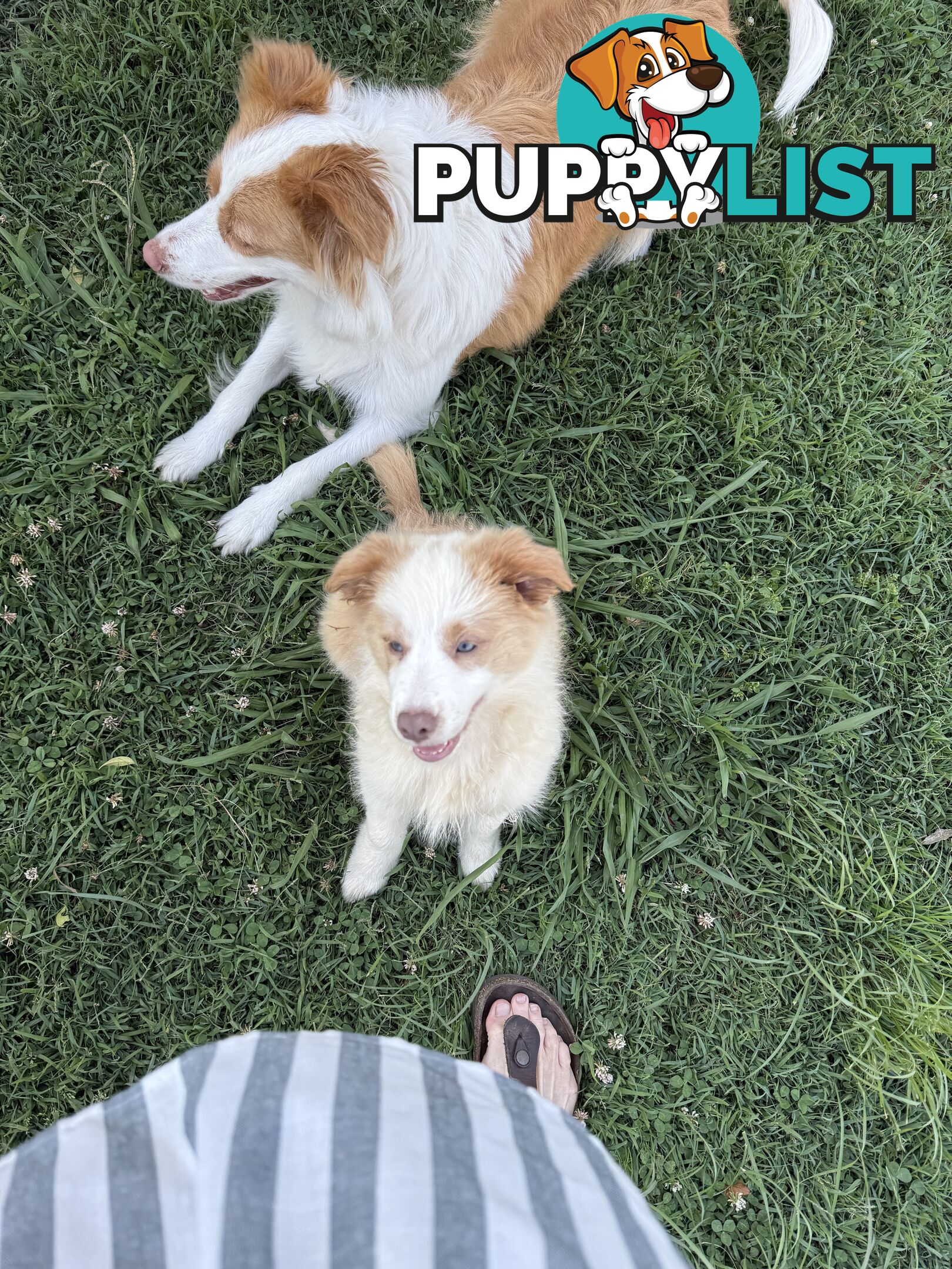 Pure bred long haired border collies