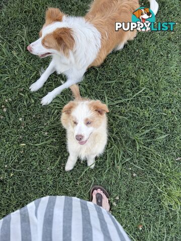 Pure bred long haired border collies