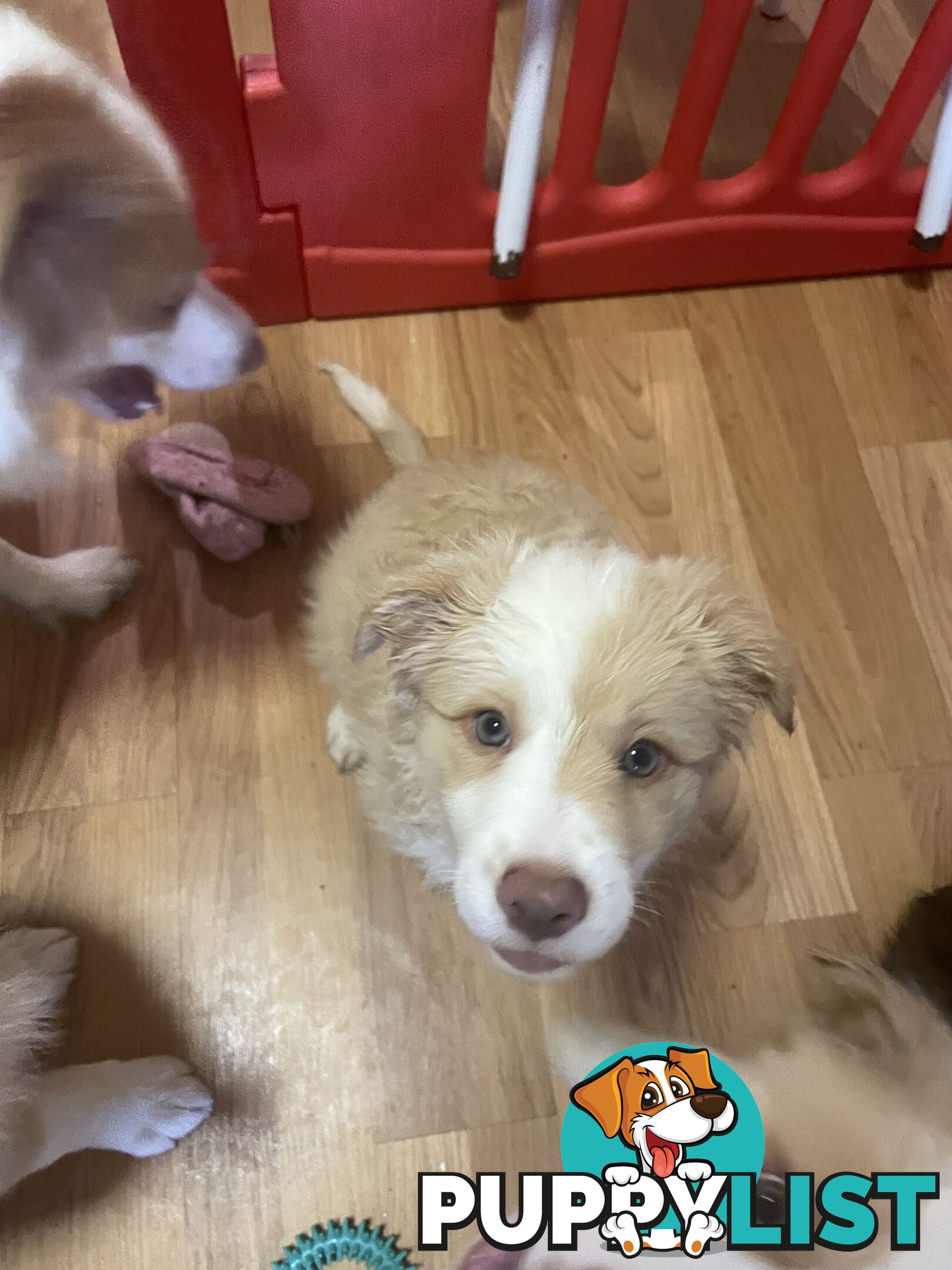 Pure bred long haired border collies