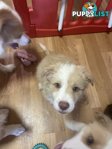 Pure bred long haired border collies