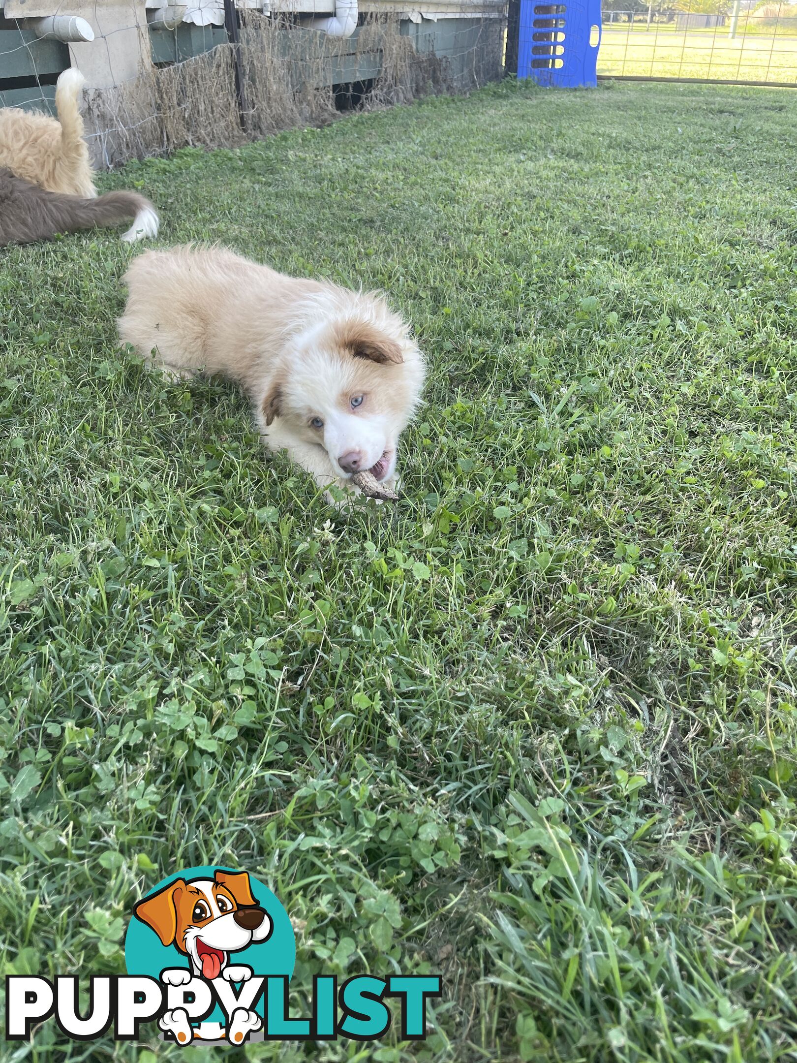 Pure bred long haired border collies